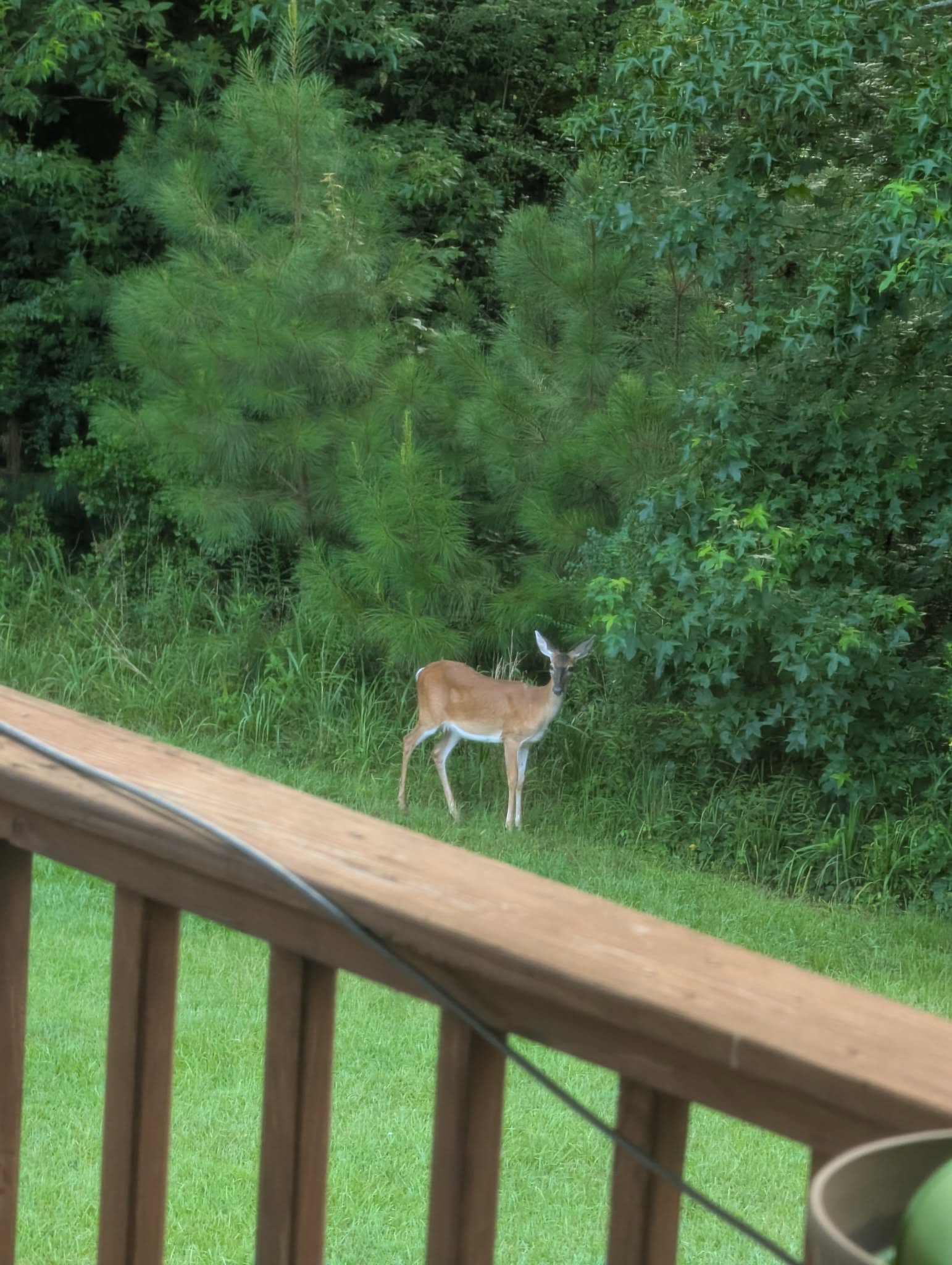 Random Thoughts on the Move to Anniston