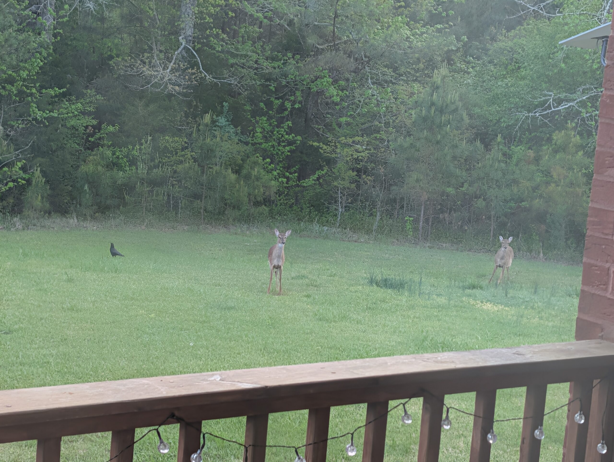 The Morning Disney Montage